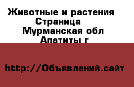  Животные и растения - Страница 8 . Мурманская обл.,Апатиты г.